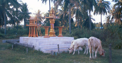 Cows by a budhist altar